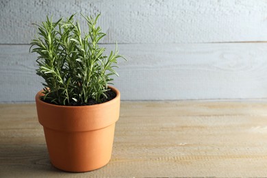 Photo of Rosemary plant growing in pot on wooden table, space for text. Aromatic herb