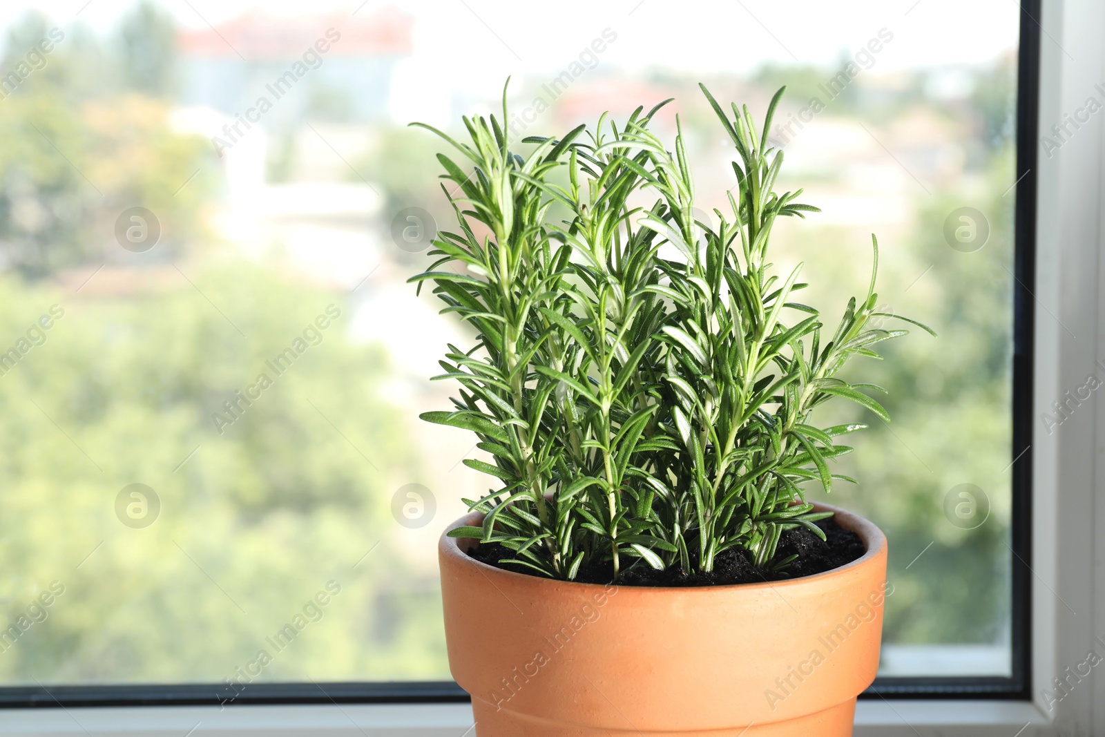 Photo of Rosemary plant growing in pot near window, space for text. Aromatic herb