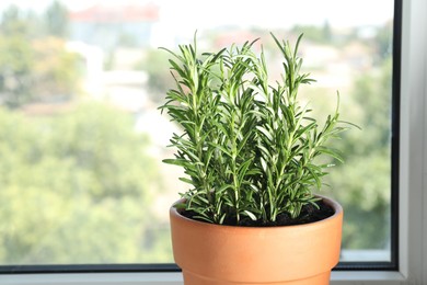 Photo of Rosemary plant growing in pot near window, space for text. Aromatic herb