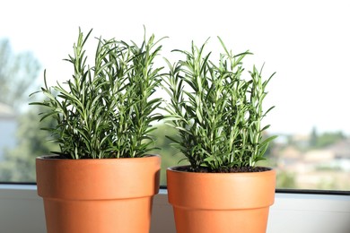 Photo of Rosemary plants growing in pots near window, closeup. Aromatic herb