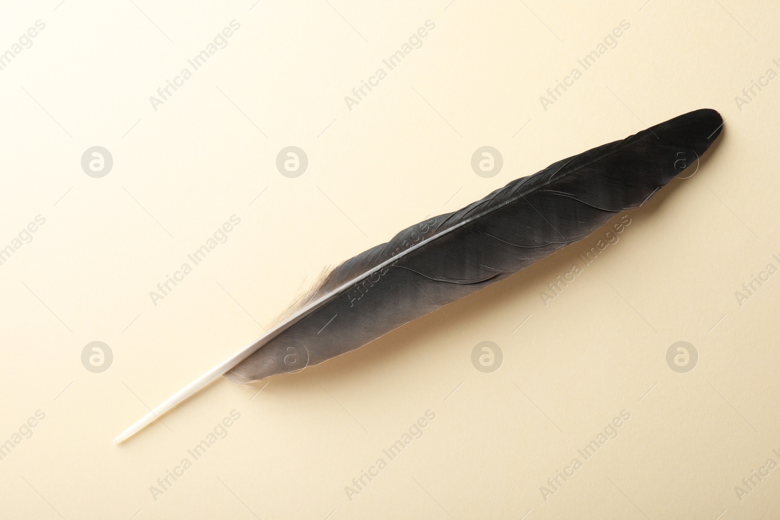 Photo of One beautiful feather on beige background, top view