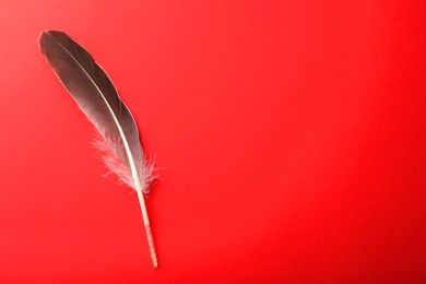 Photo of One beautiful feather on red background, top view. Space for text