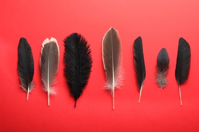 Photo of Beautiful feathers on red background, flat lay