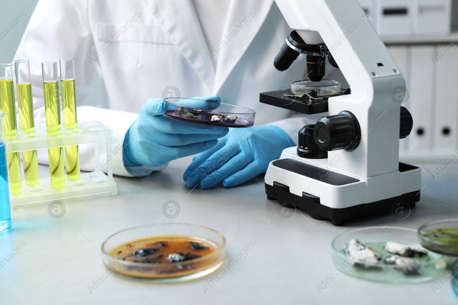 Photo of Laboratory worker holding petri dish with sample at light table, closeup