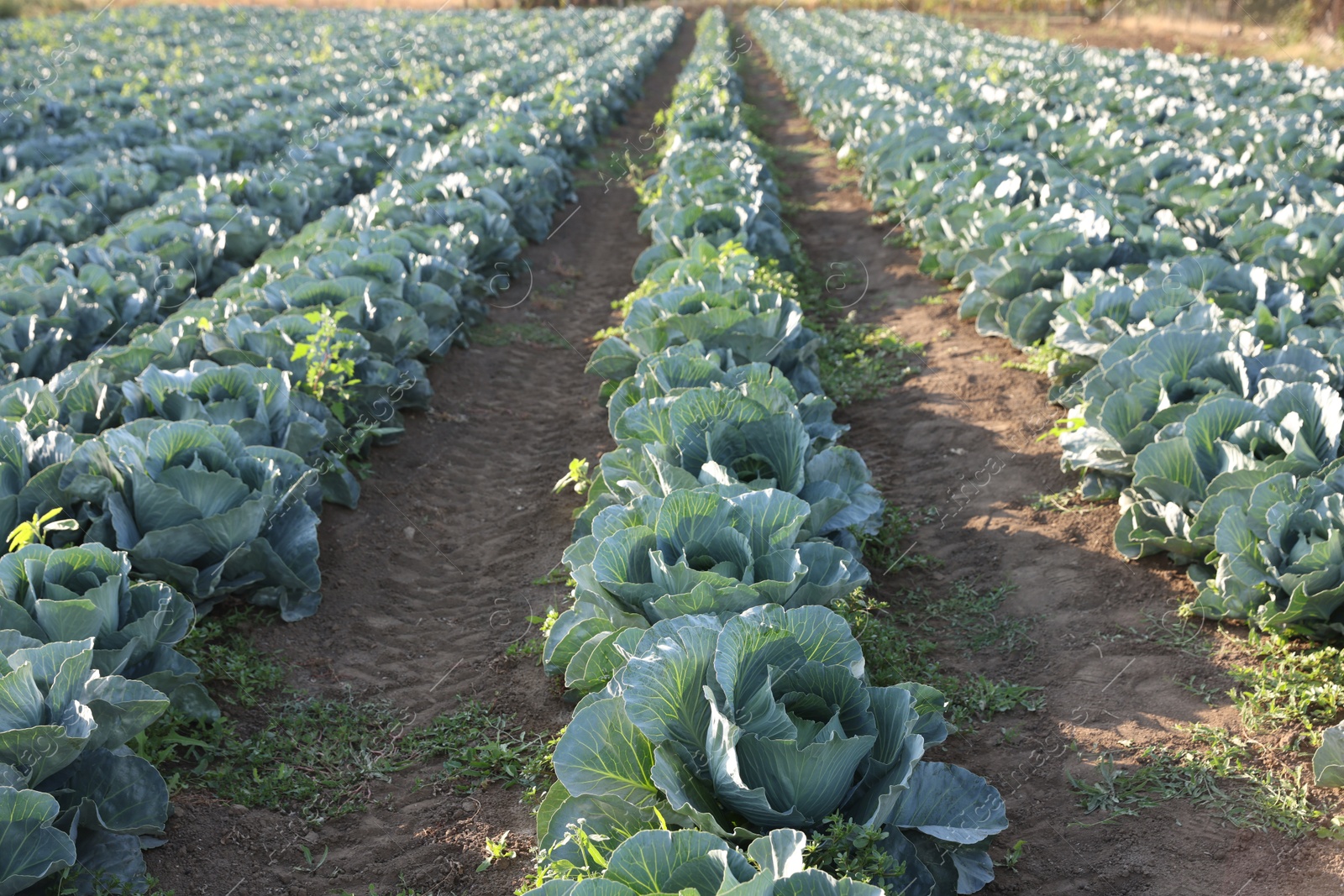 Photo of Green cabbages growing in field on sunny day