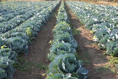 Photo of Green cabbages growing in field on sunny day