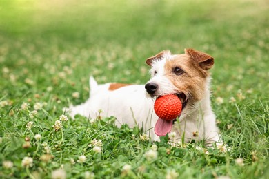 Photo of Cute dog playing with toy outdoors. Active pet