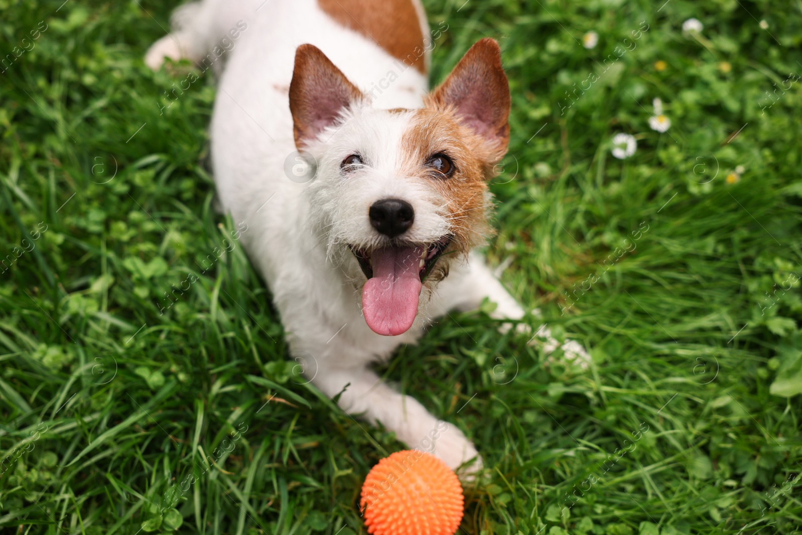 Photo of Cute dog playing with toy outdoors, above view. Active pet