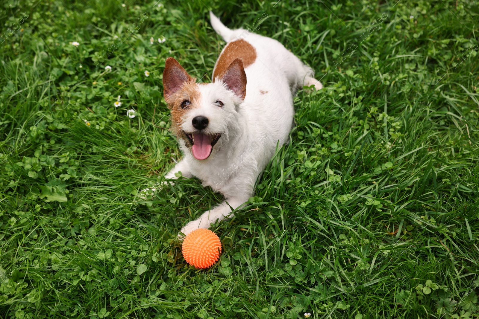 Photo of Cute dog playing with toy outdoors, above view. Active pet