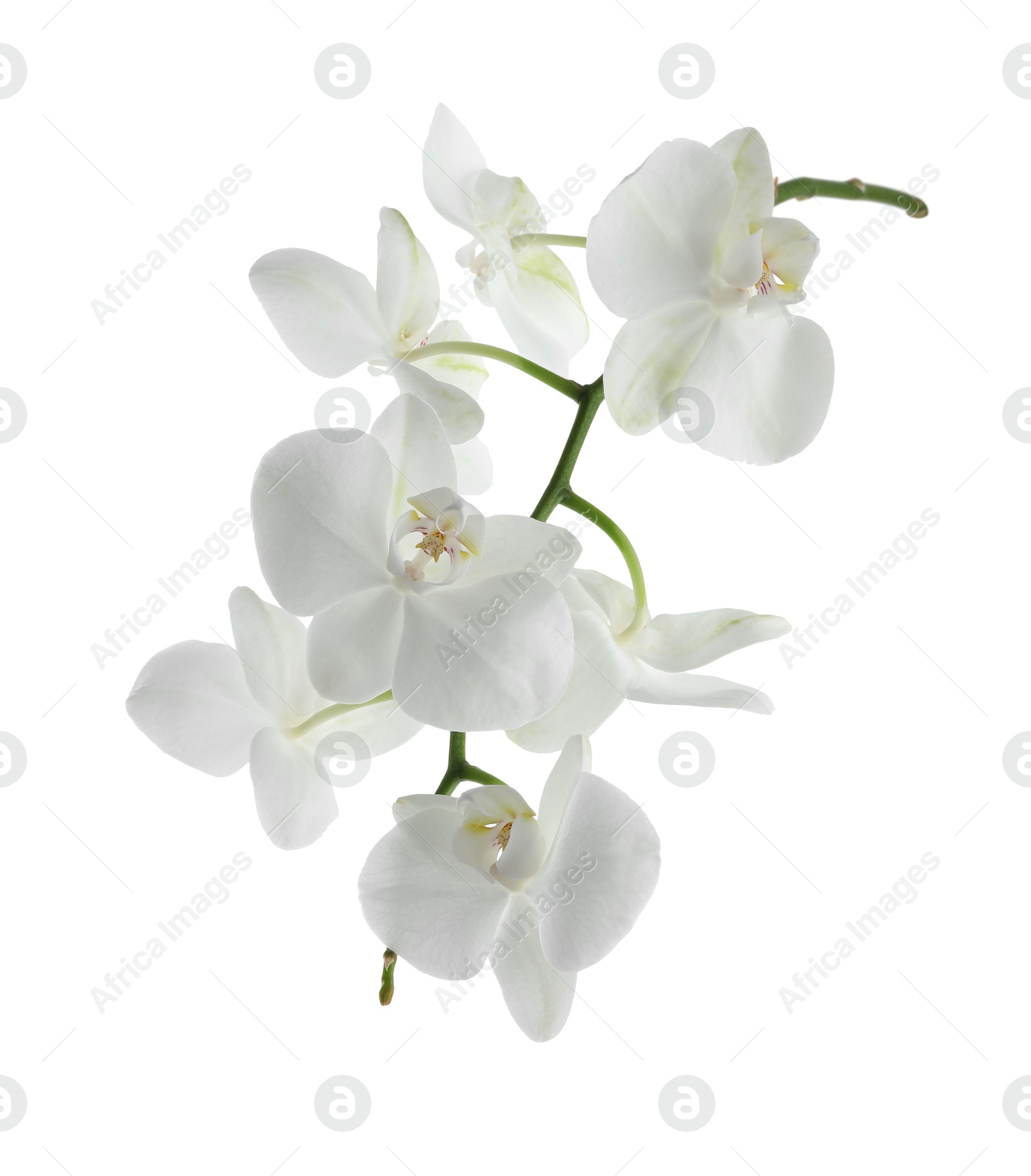 Photo of Beautiful orchid branch with flowers isolated on white