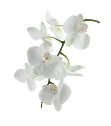 Photo of Beautiful orchid branch with flowers isolated on white