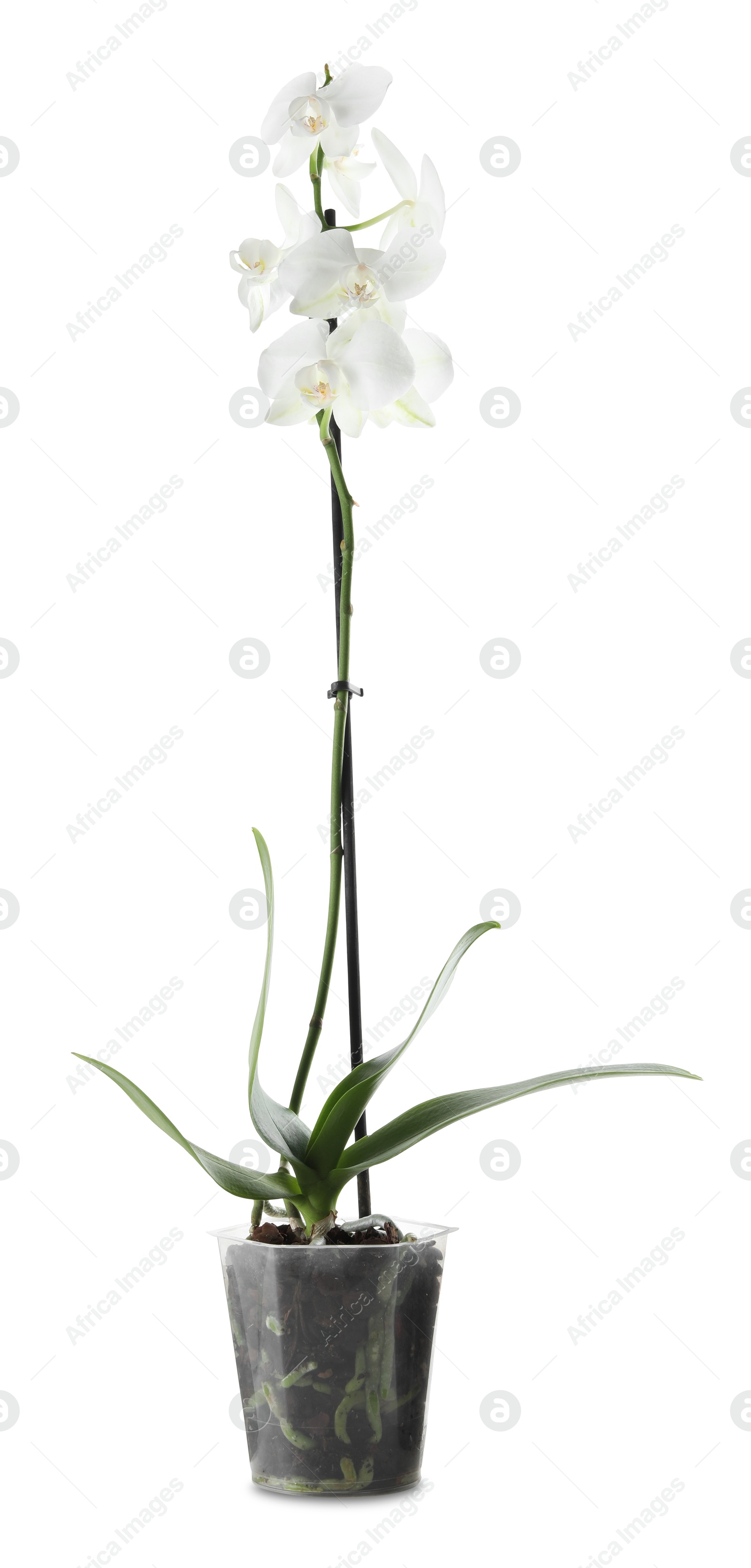 Photo of Beautiful blooming orchid flower in pot isolated on white