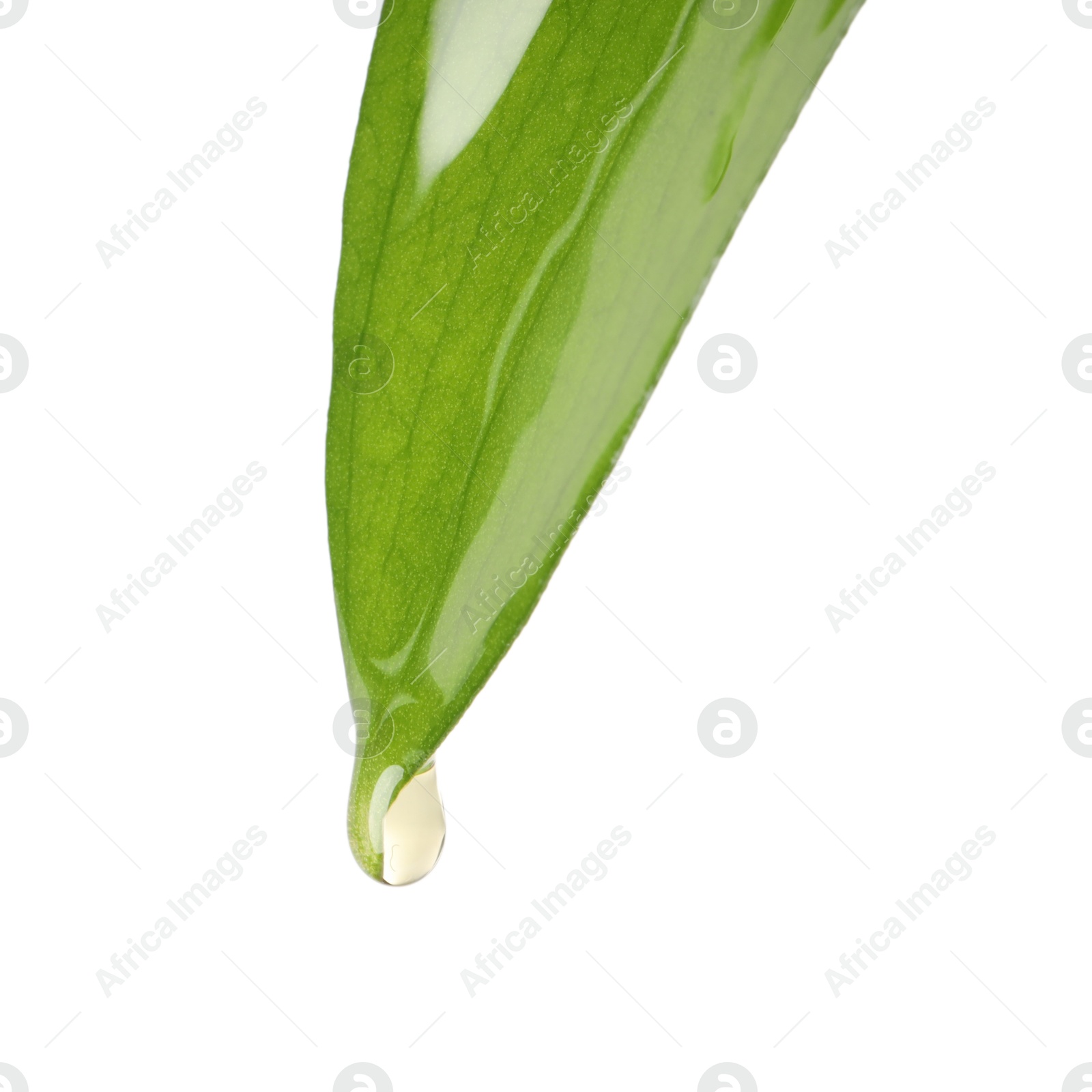 Photo of Essential oil dripping from green leaf against white background