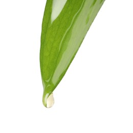 Photo of Essential oil dripping from green leaf against white background