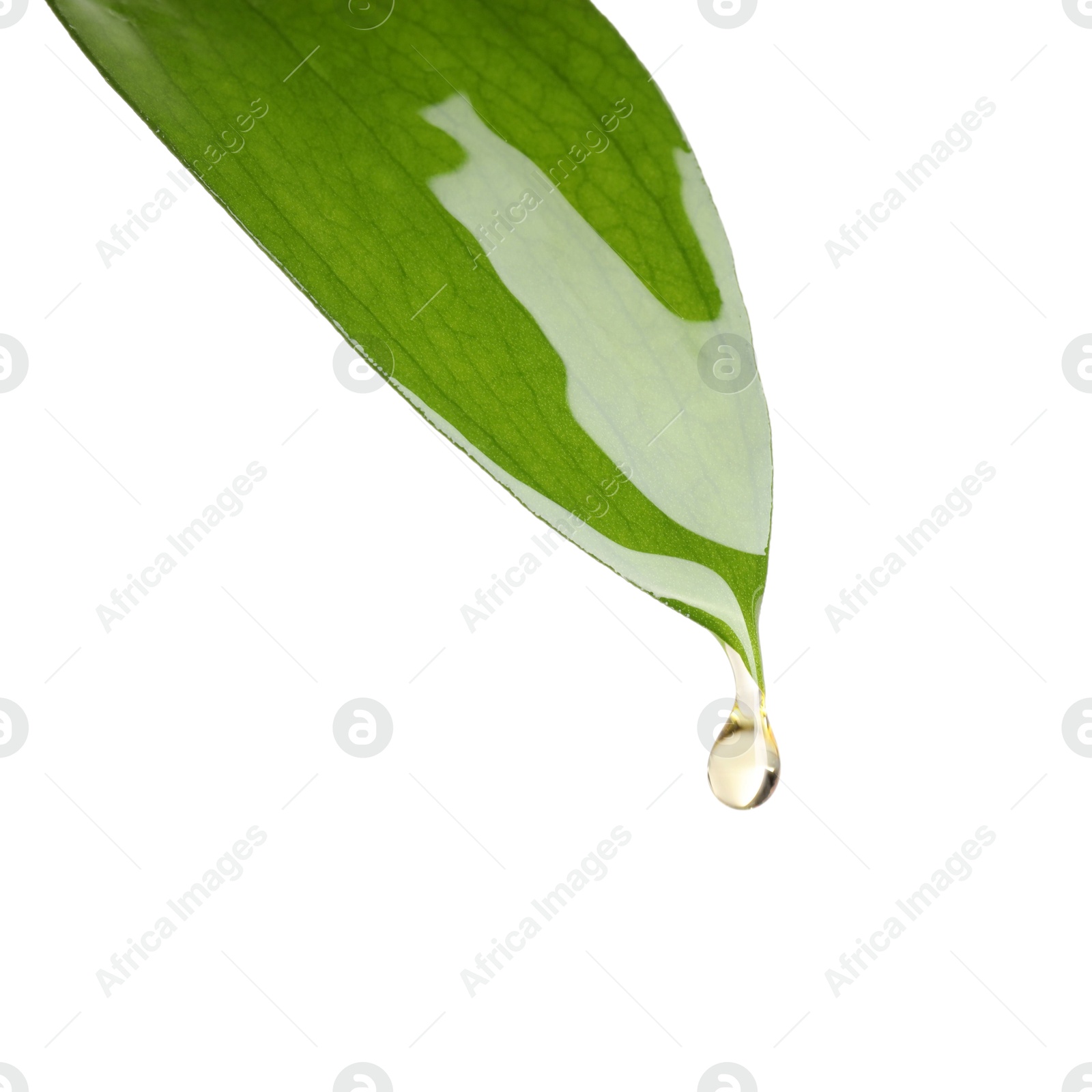 Photo of Essential oil dripping from green leaf against white background