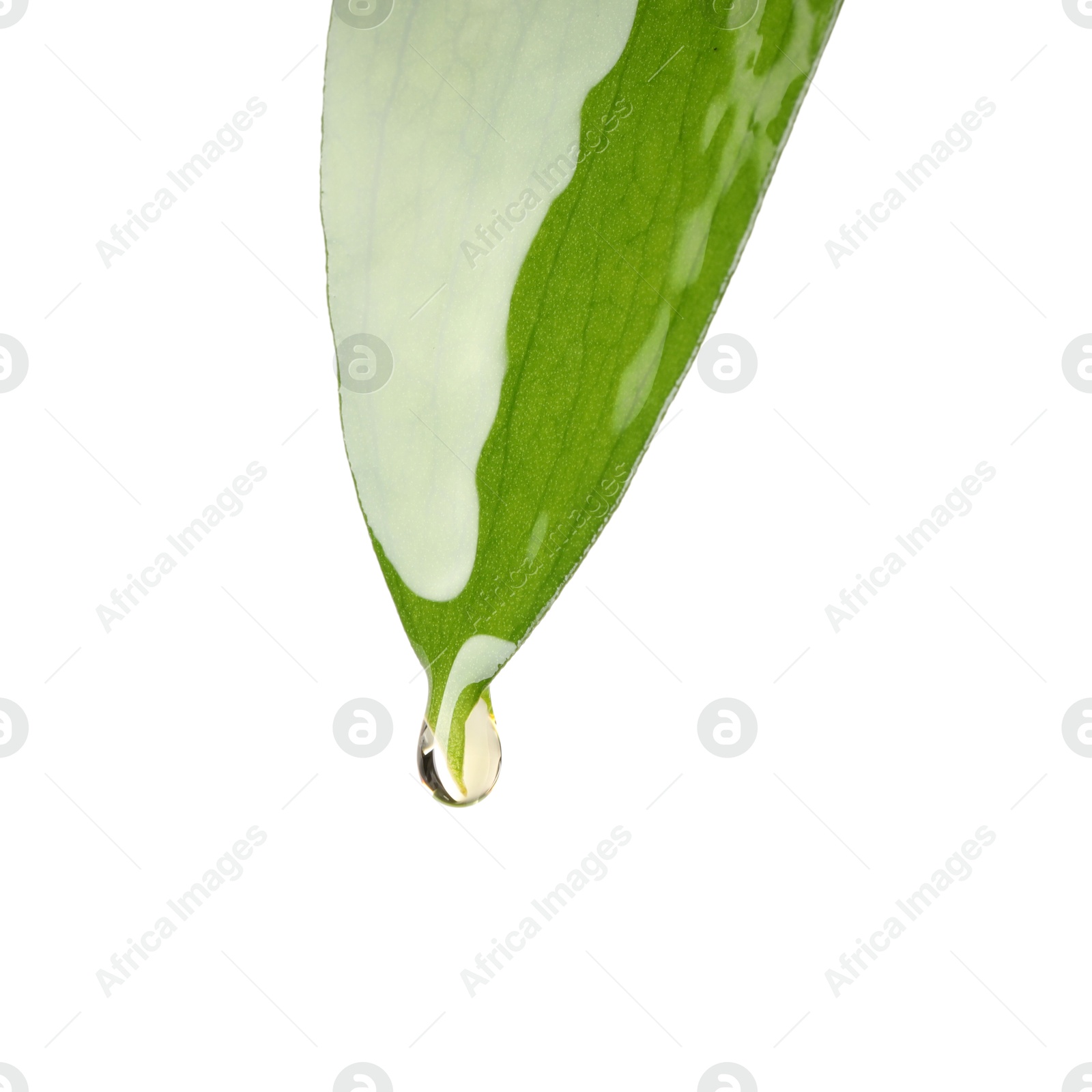 Photo of Essential oil dripping from green leaf against white background