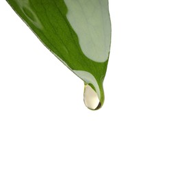 Photo of Essential oil dripping from green leaf against white background