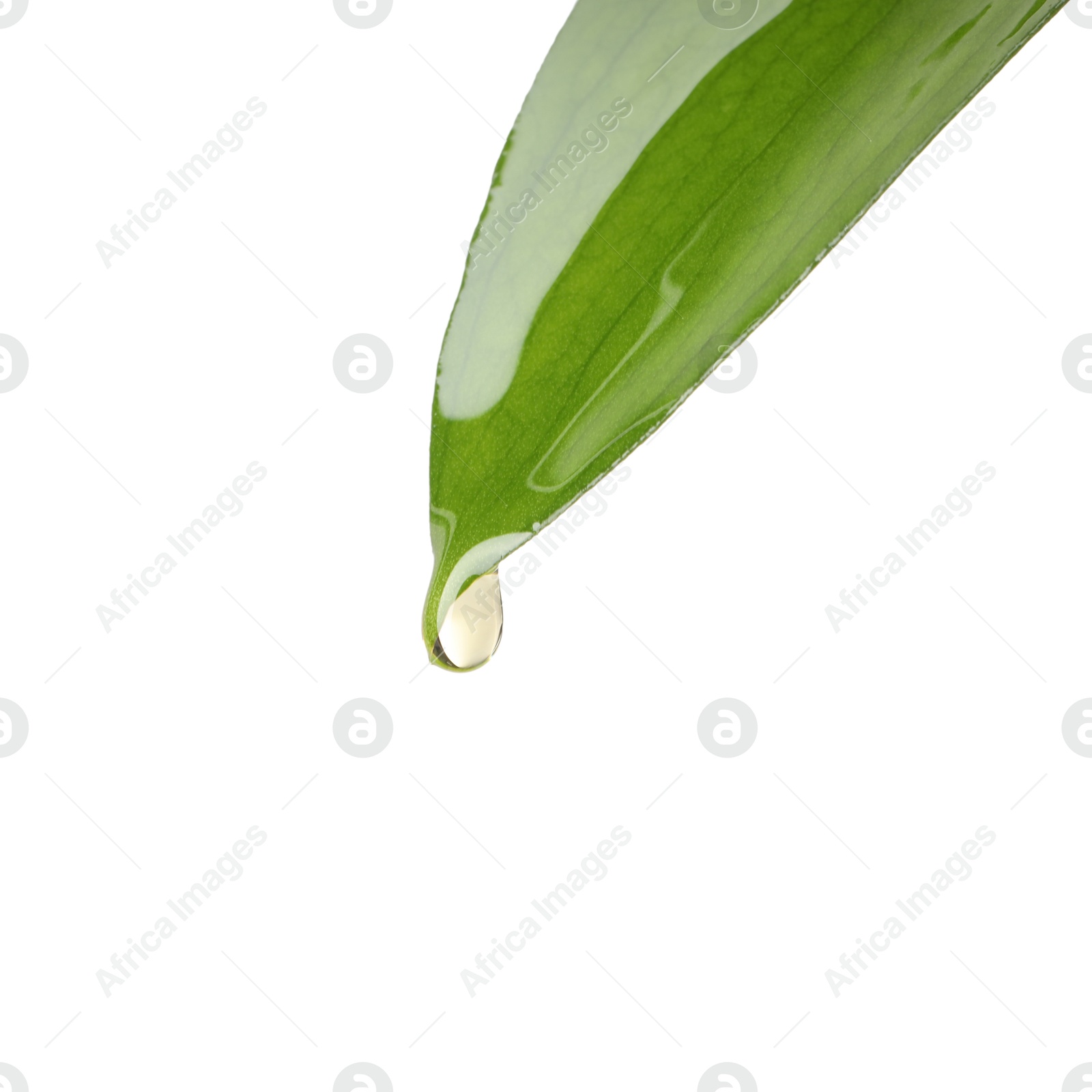 Photo of Essential oil dripping from green leaf against white background