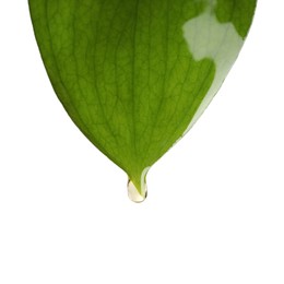 Photo of Essential oil dripping from green leaf against white background