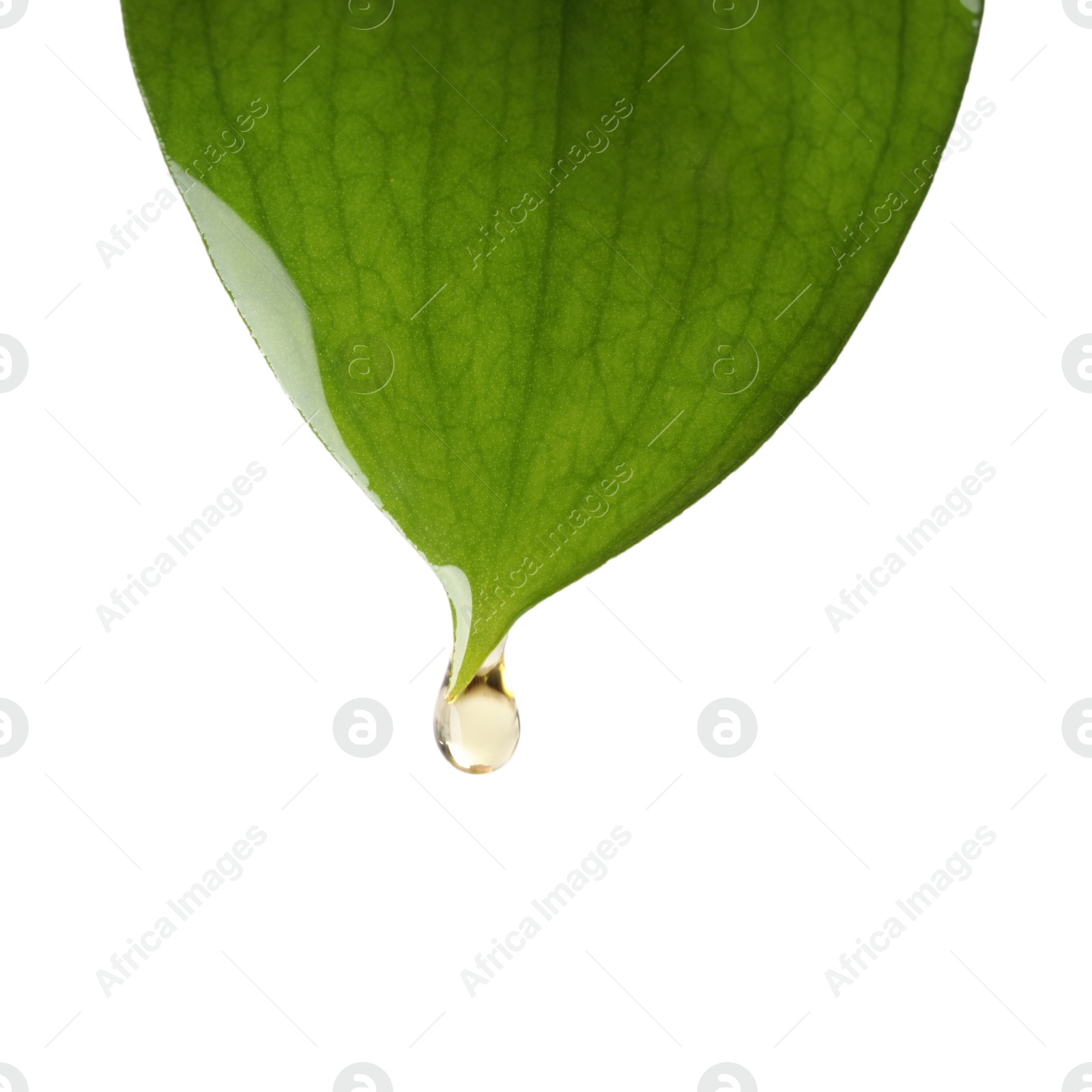 Photo of Essential oil dripping from green leaf against white background