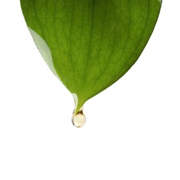 Photo of Essential oil dripping from green leaf against white background