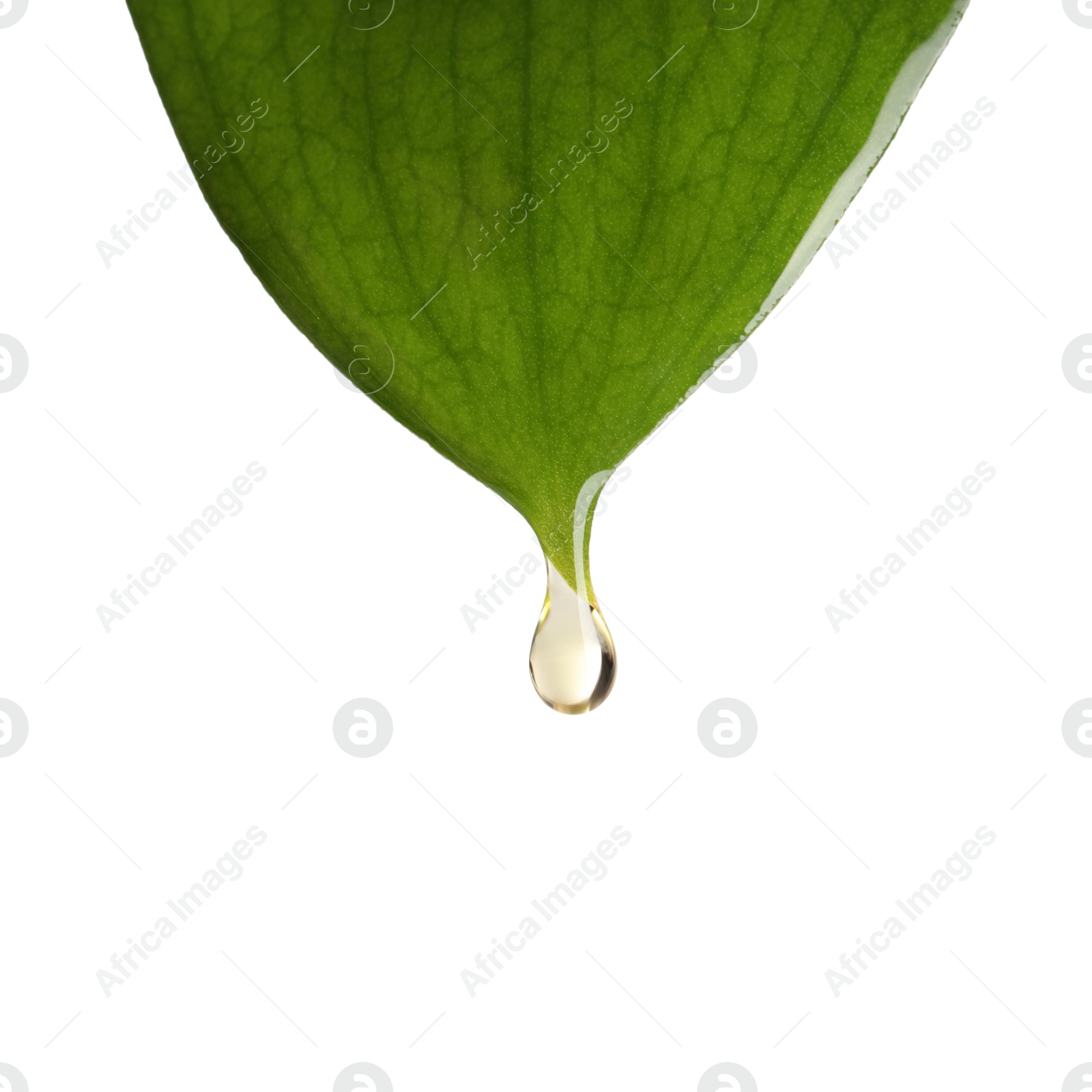 Photo of Essential oil dripping from green leaf against white background