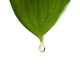 Photo of Essential oil dripping from green leaf against white background