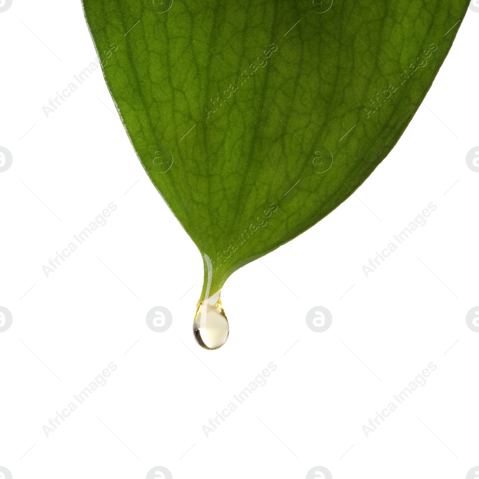 Photo of Essential oil dripping from green leaf against white background