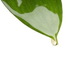 Photo of Essential oil dripping from green leaf against white background