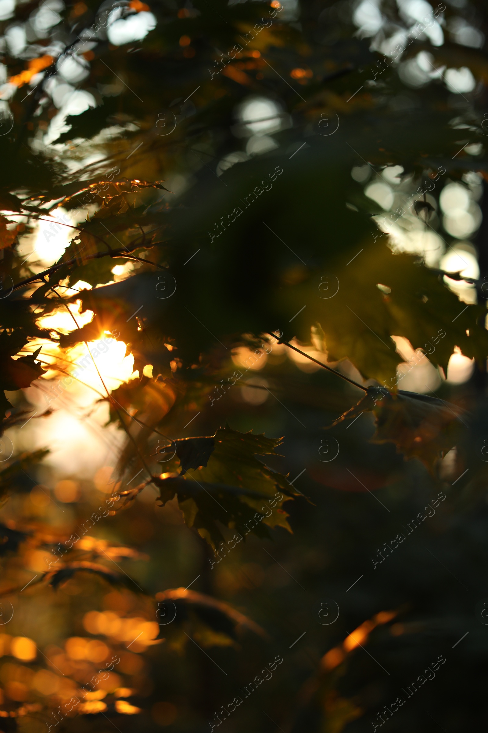 Photo of Beautiful view of forest with many trees in morning