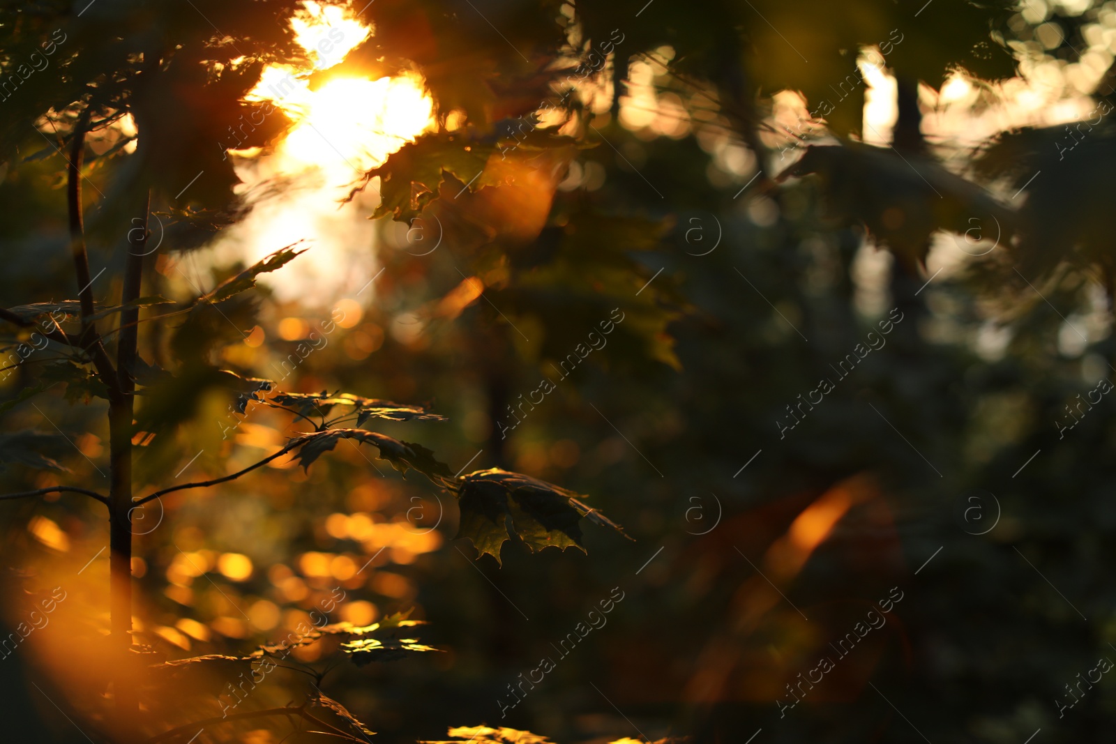 Photo of Beautiful view of forest with many trees in morning