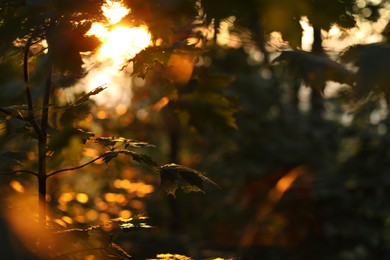 Photo of Beautiful view of forest with many trees in morning