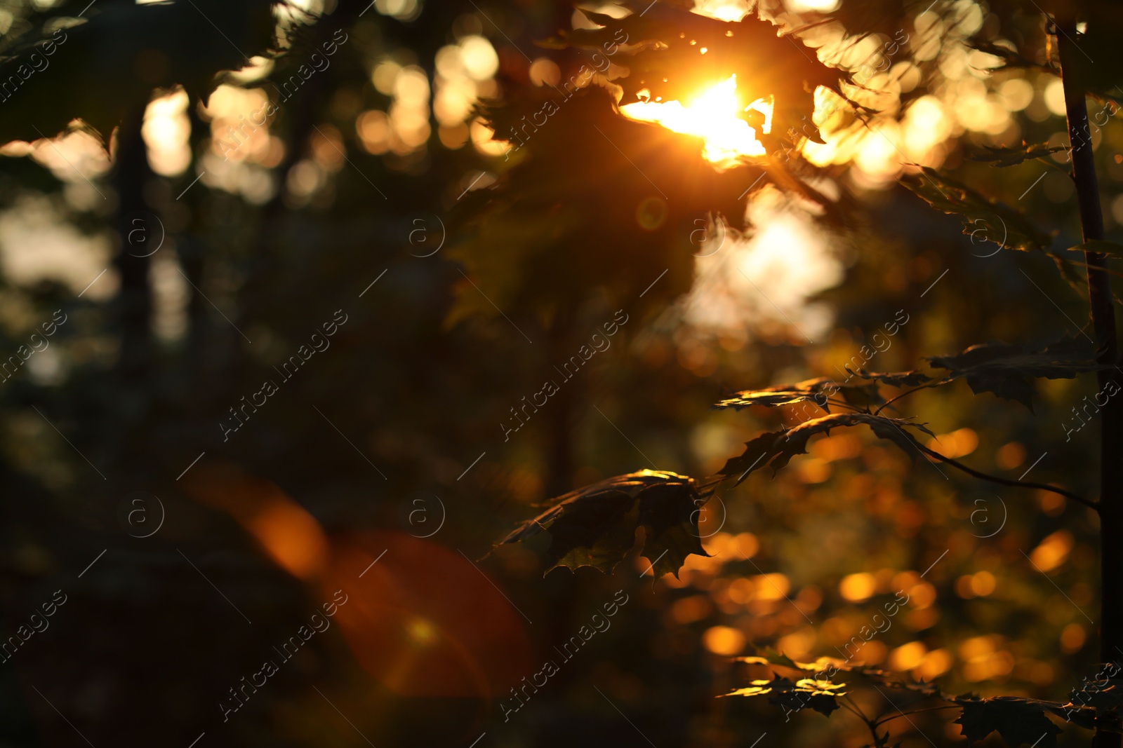 Photo of Beautiful view of forest with many trees in morning