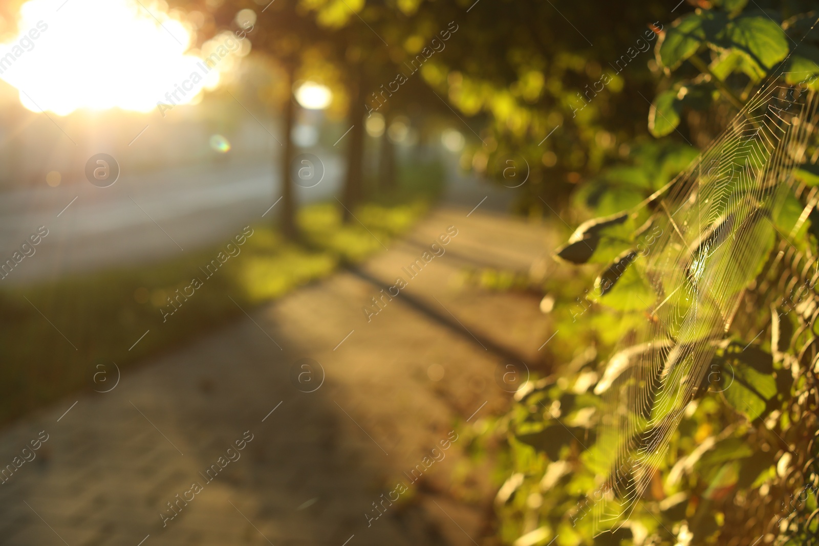 Photo of Beautiful view of city with trees and paved pathway in morning