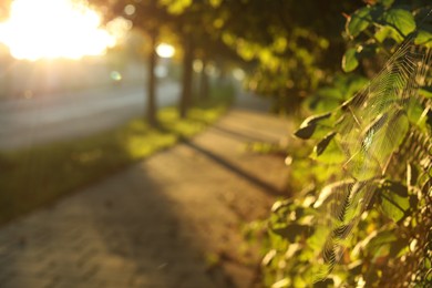 Beautiful view of city with trees and paved pathway in morning