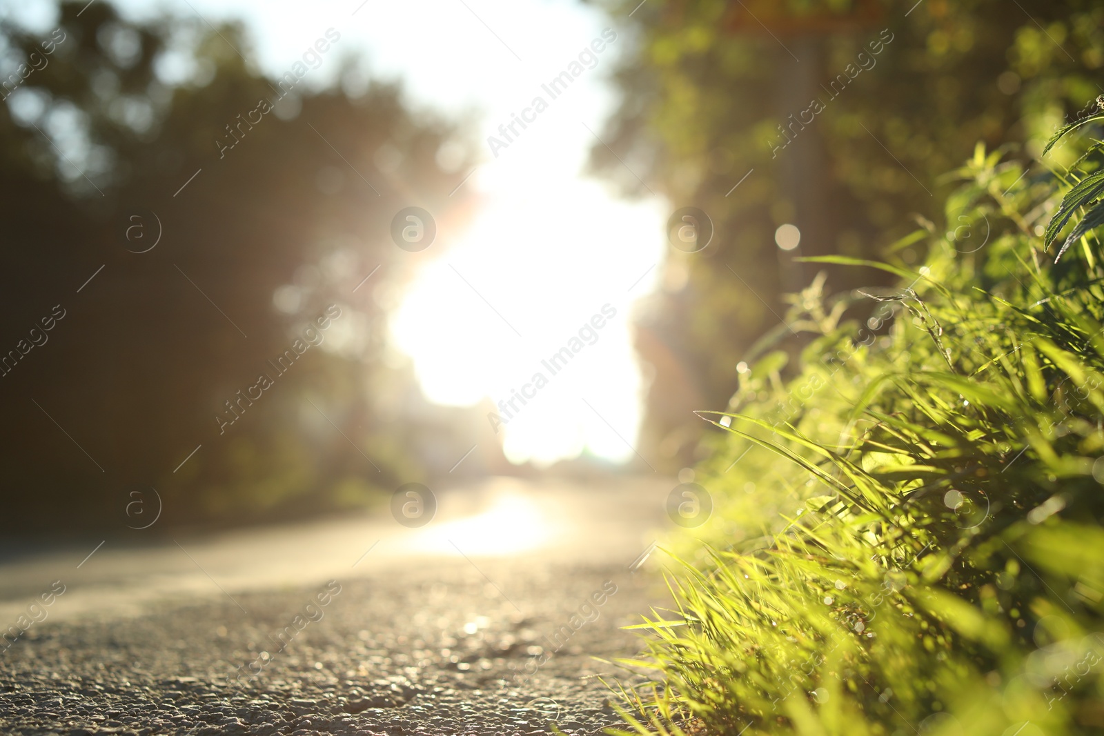 Photo of View of asphalt road and trees in morning