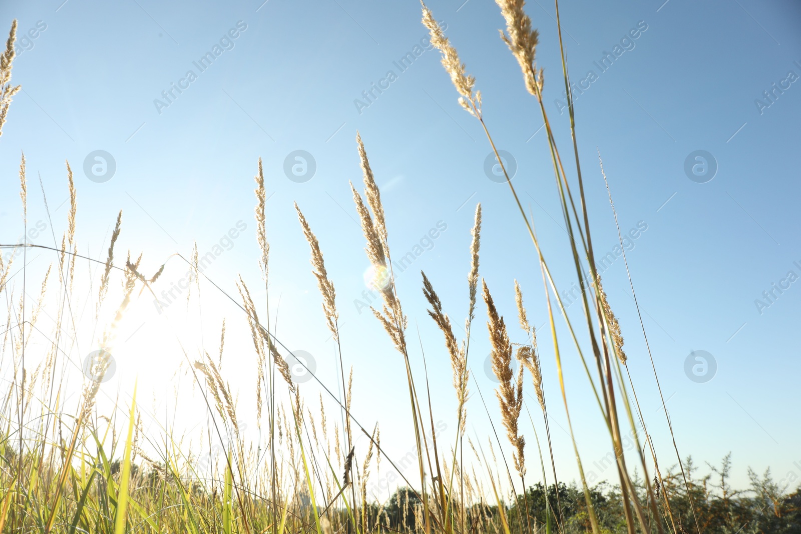 Photo of Beautiful spikelets growing on field in morning, low angle view