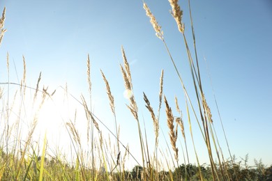 Beautiful spikelets growing on field in morning, low angle view