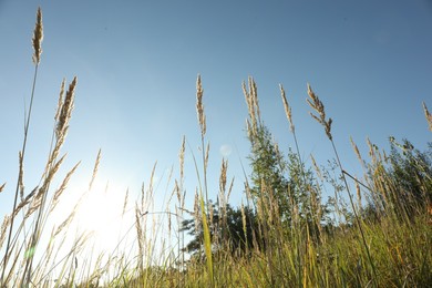 Beautiful spikelets growing on field in morning, low angle view