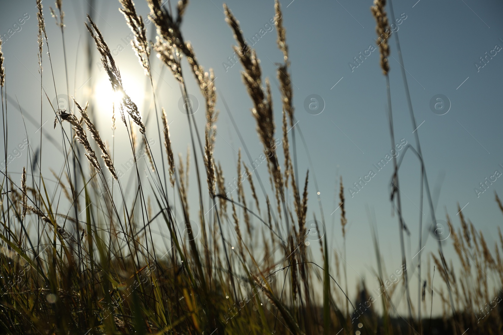 Photo of Beautiful spikelets growing on field in morning