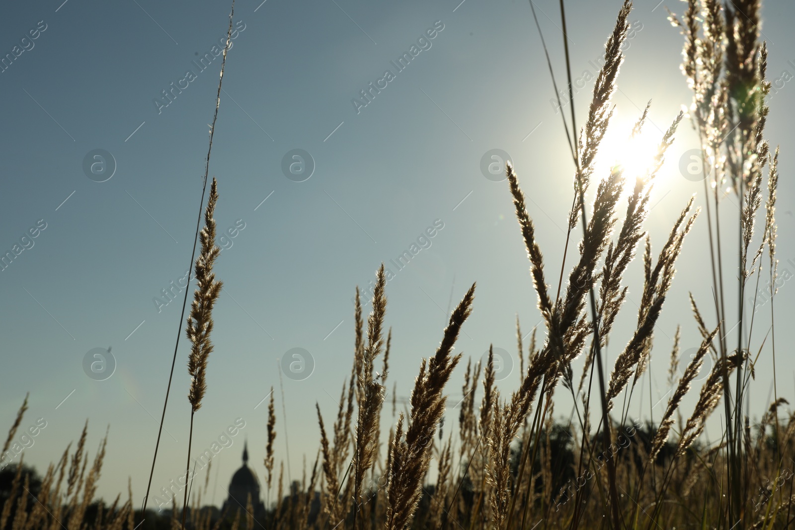 Photo of Beautiful spikelets growing on field in morning