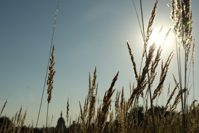 Photo of Beautiful spikelets growing on field in morning