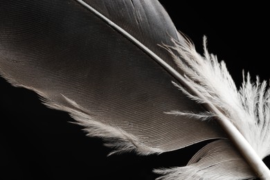 Beautiful bird feather on black background, closeup