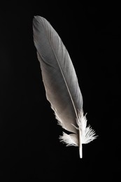 Photo of One beautiful bird feather on black background