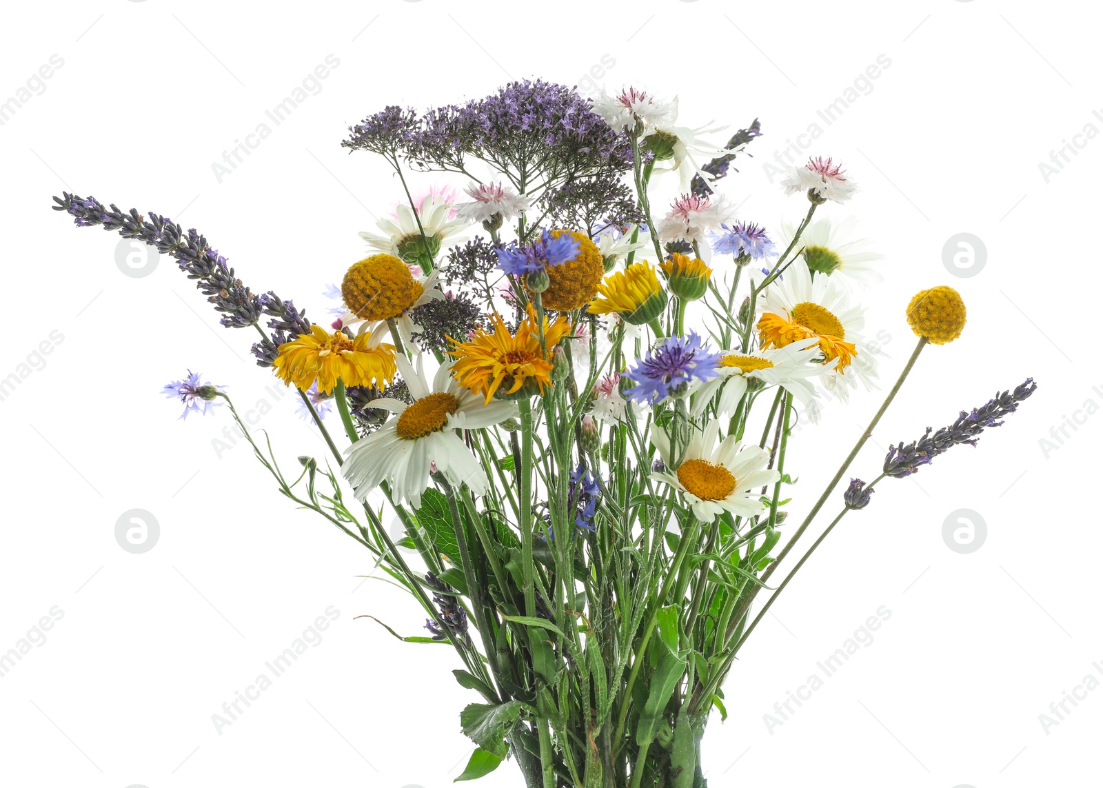 Photo of Bouquet of beautiful wildflowers isolated on white