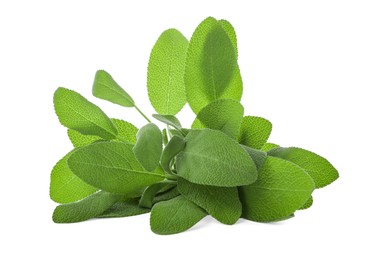 Photo of Fresh green sage leaves isolated on white