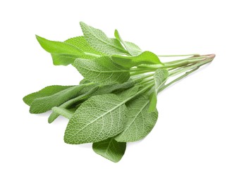 Photo of Branches of sage plant with green leaves isolated on white