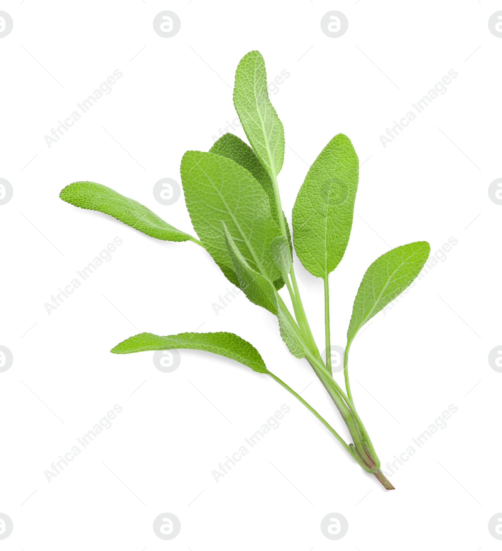 Photo of Branch of sage plant with green leaves isolated on white, top view