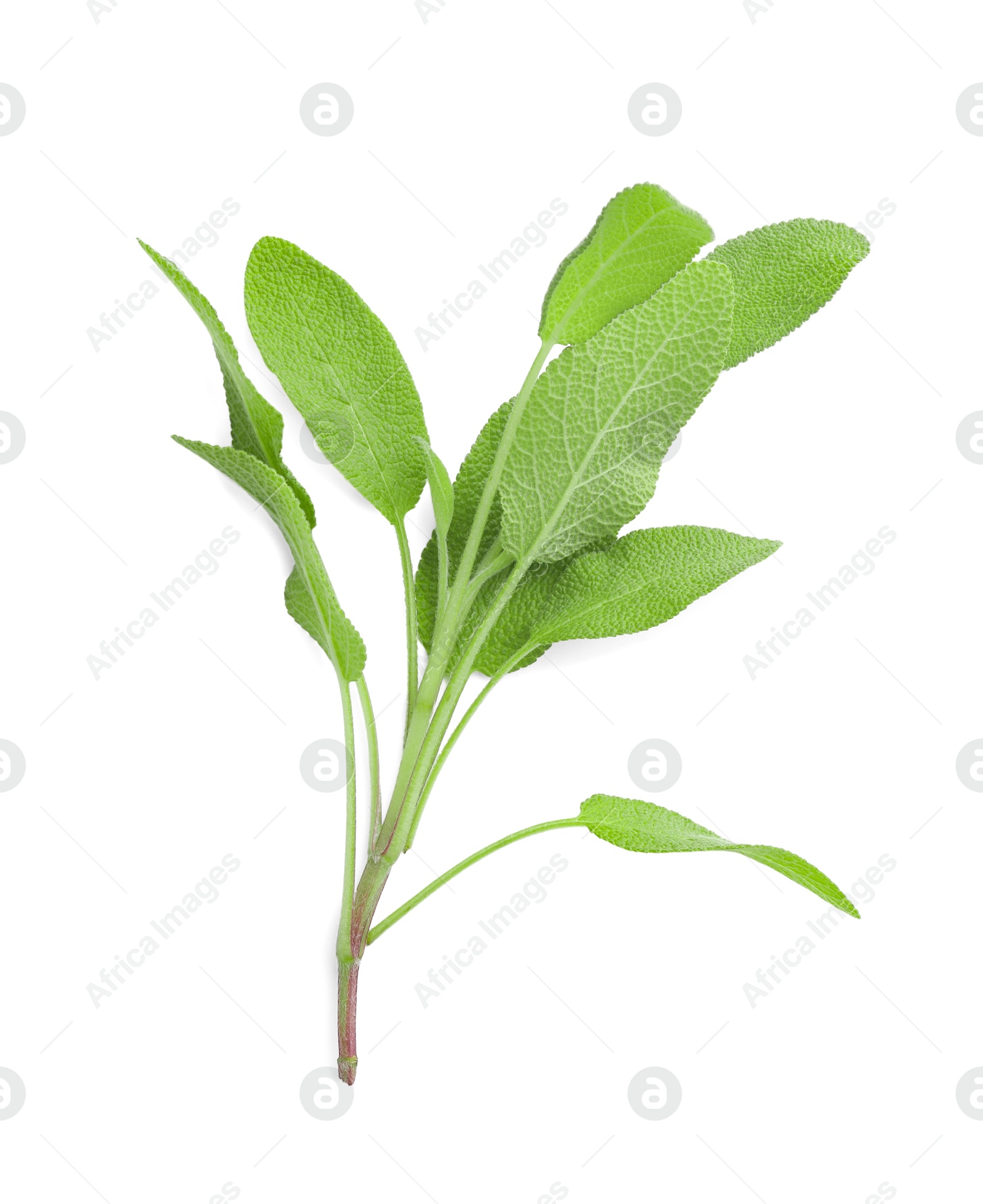 Photo of Branch of sage plant with green leaves isolated on white, top view