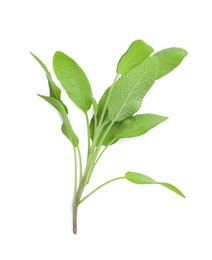 Photo of Branch of sage plant with green leaves isolated on white, top view